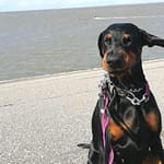 Dobermann vom Schwansee - Unsere Dobermann-Dame Aloha Nani