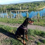 Dobermann vom Schwansee - Tägliches Spazierengehen und genügend Auslastung ist ein Muss