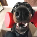 Dobermann vom Schwansee - Quinoa vom Südharz beim Spielen