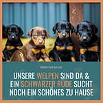 Dobermann vom Schwansee - Unser Dobermann-Welpen und ein schwarzer Dobermann-Rüde suchen ein zu Hause.