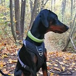 Dobermann vom Schwansee - Charlotte Mia vom Schwansee