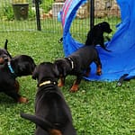 Dobermann vom Schwansee - Der C-Wurf beim Spaß im Tunnel
