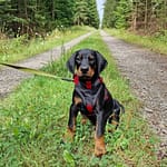 Dobermann vom Schwansee - Der C-Wurf bei einem Waldspaziergang
