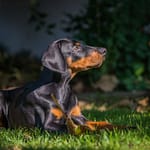 Dobermann vom Schwansee - Der C-Wurf im Garten