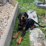 Dobermann vom Schwansee - Der C-Wurf entspannt sich im Garten