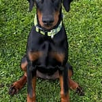 Dobermann vom Schwansee - Charlotte Mia vom Schwansee