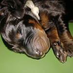 Dobermann vom Schwansee - Charlotte Mia vom Schwansee