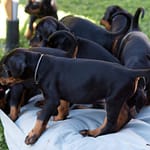 Dobermann vom Schwansee - Der C-Wurf vom 28.05.2024