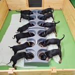 Dobermann vom Schwansee - Der C-Wurf vom 28.05.2024