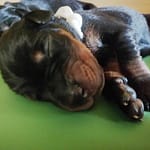 Dobermann vom Schwansee - Unser C-Wurf von Aloha Nani vom Schwansee