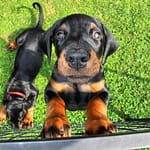 Dobermann vom Schwansee - Der C-Wurf vom 28.05.2024
