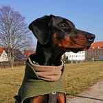 Dobermann vom Schwansee - Charlotte Mia vom Schwansee