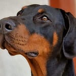 Dobermann vom Schwansee - Aloha Nani