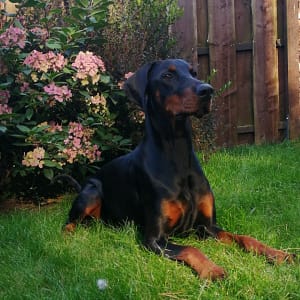 Dobermann vom Schwansee - Aloha Nani bei der Pause