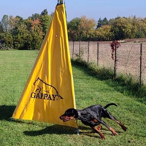 Dobermann vom Schwansee - Aloha Nani beim Training