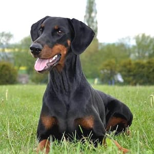Dobermann vom Schwansee - Unsere Dobermann-Dame Quinoa