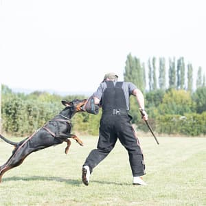 Dobermann vom Schwansee - Aloha Nani beim Training