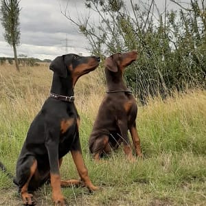 Dobermann vom Schwansee - Unsere Dobermann-Damen Aloha Nani und Aurora