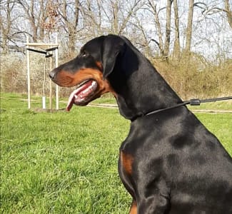 Dobermann vom Schwansee - Quinoa beim Spaziergang