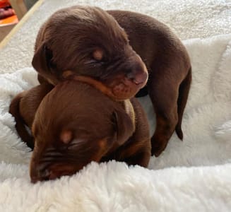 Dobermann vom Schwansee - Unsere Dobermann-Welpen