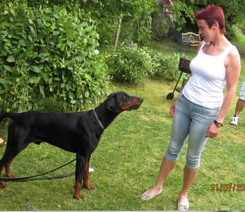 Dobermann vom Schwansee - In Erinnerung an unseren Dobermann-Rüden Nero