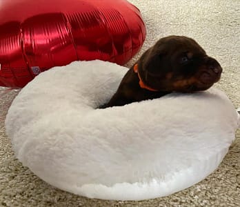 Dobermann vom Schwansee - Unsere Dobermann-Welpen