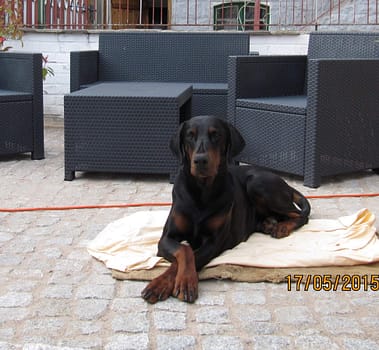 Dobermann vom Schwansee - In Erinnerung an unseren Dobermann-Rüden Nero