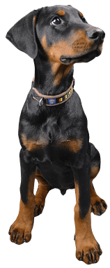 Dobermann vom Schwansee - Dobermann-Welpe