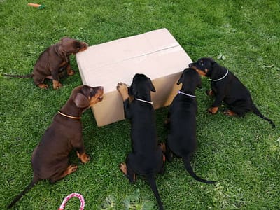 Dobermann vom Schwansee - Unsere Welpen aus dem A-Wurf