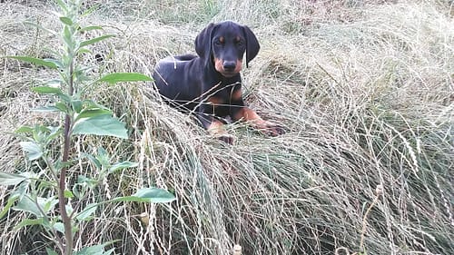 Dobermann vom Schwansee - Quinoa vom Südharz