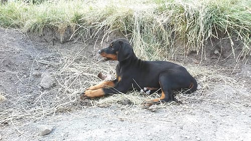 Dobermann vom Schwansee - Quinoa vom Südharz