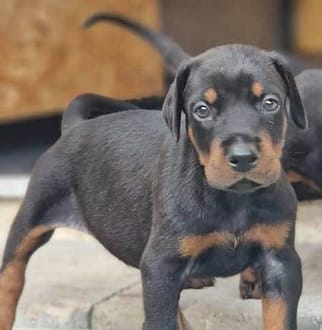 Dobermann vom Schwansee - Unsere Welpen aus dem B-Wurf