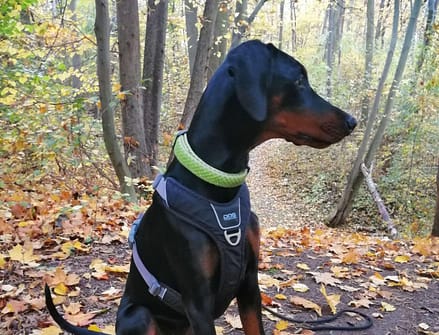 Dobermann vom Schwansee - Charlotte Mia vom Schwansee