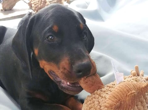 Dobermann vom Schwansee - Unsere Welpen aus dem B-Wurf