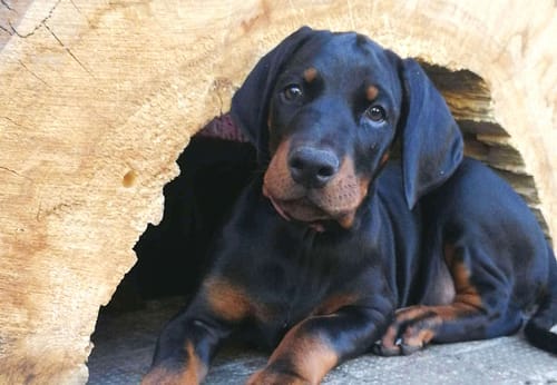 Dobermann vom Schwansee - Unsere Welpen aus dem B-Wurf