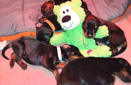 Dobermann vom Schwansee - Unsere Welpen aus dem B-Wurf