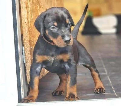 Dobermann vom Schwansee - Unsere Welpen aus dem B-Wurf