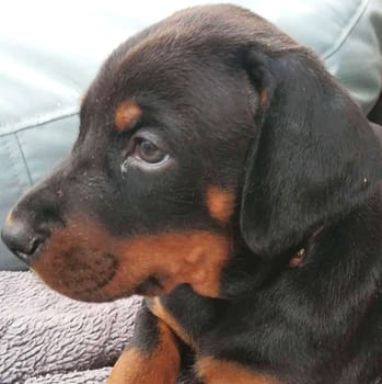 Dobermann vom Schwansee - Unsere Welpen aus dem B-Wurf