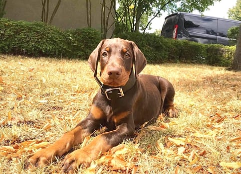 Dobermann vom Schwansee - Unser Dobermann-Rüden Anubis Odin
