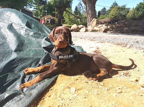 Dobermann vom Schwansee - Unser Dobermann-Rüden Anubis Odin