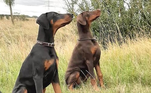 Dobermann vom Schwansee - Unsere Dobermann-Damen Aloha Nani und Aurora