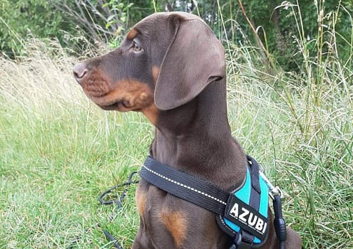 Dobermann vom Schwansee - Unser Dobermann-Welpe Ayk