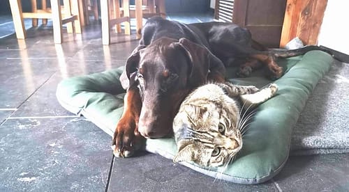Dobermann vom Schwansee - Unser Dobermann-Rüde Ayk