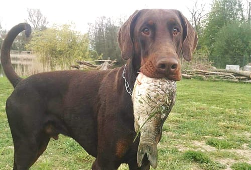 Dobermann vom Schwansee - Unser Dobermann-Rüde Anubis Odin