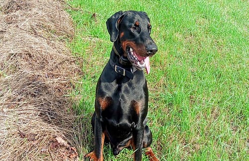 Dobermann vom Schwansee - Unser Dobermann-Rüde Axel