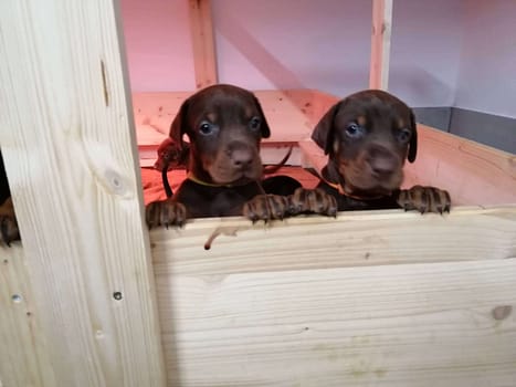 Dobermann vom Schwansee - Unsere Welpen aus dem A-Wurf