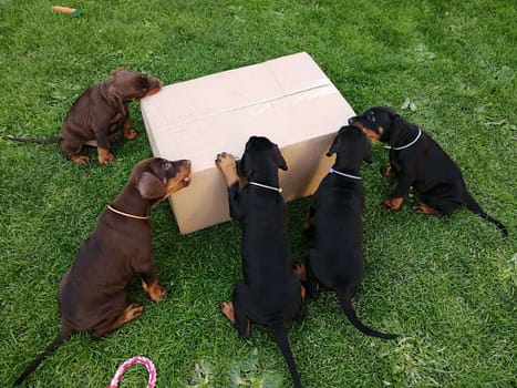 Dobermann vom Schwansee - Unsere Welpen aus dem A-Wurf