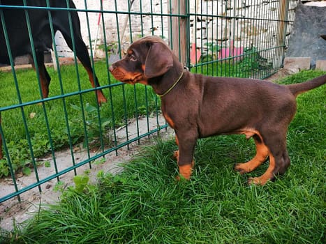 Dobermann vom Schwansee - Unsere Welpen aus dem A-Wurf