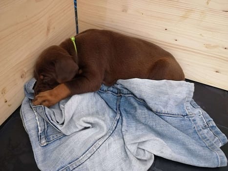 Dobermann vom Schwansee - Unsere Welpen aus dem A-Wurf
