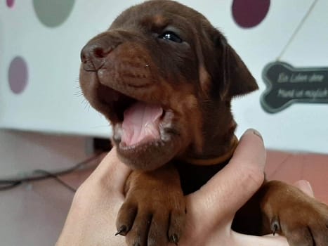 Dobermann vom Schwansee - Unsere Welpen aus dem A-Wurf